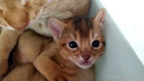 成約済の愛知県のアビシニアン-109635の2枚目
