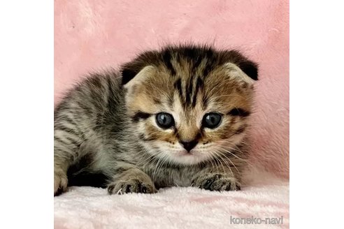 成約済の静岡県のスコティッシュフォールド(折れ耳)-110815の1枚目