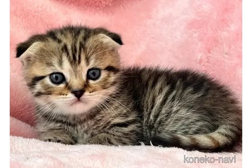 成約済の静岡県のスコティッシュフォールド(折れ耳)-110815の2枚目