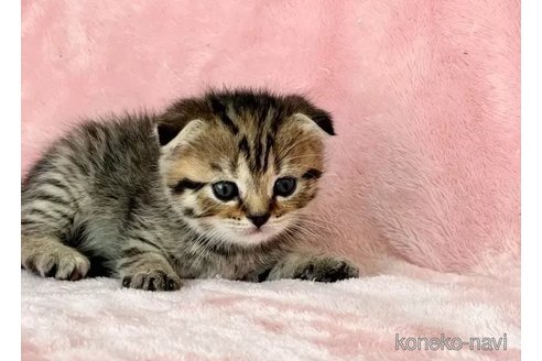 成約済の静岡県のスコティッシュフォールド(折れ耳)-110815の5枚目