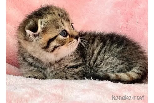 成約済の静岡県のスコティッシュフォールド(折れ耳)-110815の6枚目