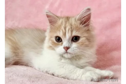 成約済の静岡県のスコティッシュフォールド-110816の4枚目