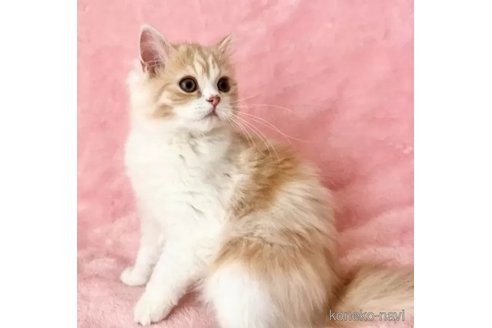 成約済の静岡県のスコティッシュフォールド-110816の6枚目
