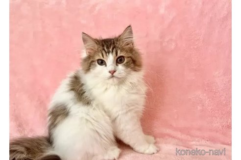 販売中の静岡県のスコティッシュフォールド-110817の2枚目