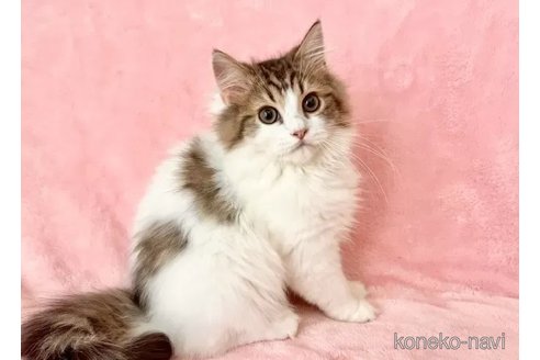 販売中の静岡県のスコティッシュフォールド-110817の4枚目