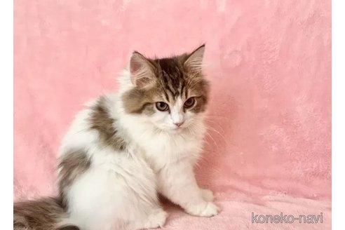 販売中の静岡県のスコティッシュフォールド-110817の5枚目