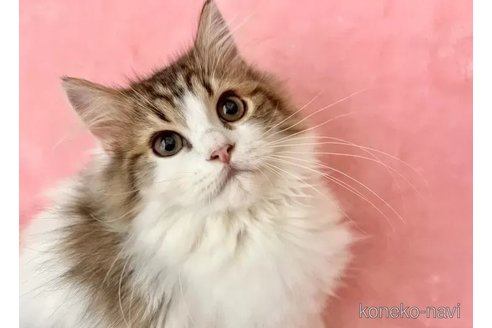 販売中の静岡県のスコティッシュフォールド-110817の6枚目