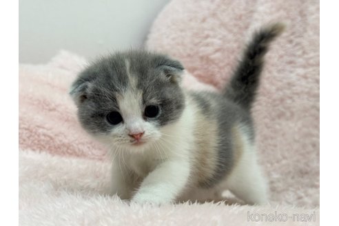 成約済の三重県のスコティッシュフォールド(折れ耳)-110818の2枚目