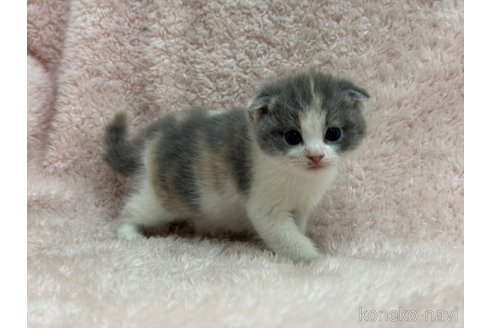 成約済の三重県のスコティッシュフォールド(折れ耳)-110818の3枚目