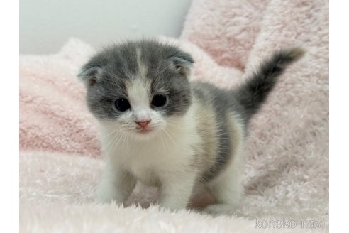 成約済の三重県のスコティッシュフォールド(折れ耳)-110818の4枚目