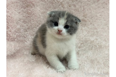成約済の三重県のスコティッシュフォールド(折れ耳)-110818の5枚目