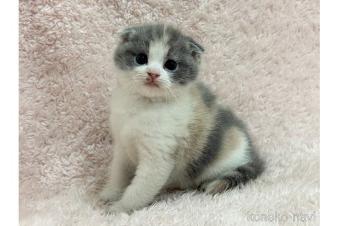 成約済の三重県のスコティッシュフォールド(折れ耳)-110818の7枚目