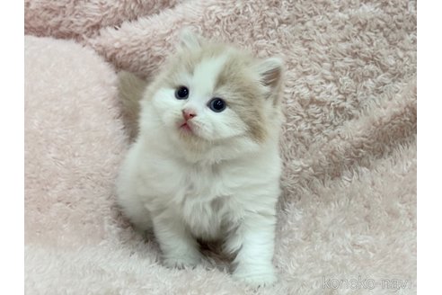 成約済の三重県のスコティッシュフォールド(折れ耳)-110819の2枚目
