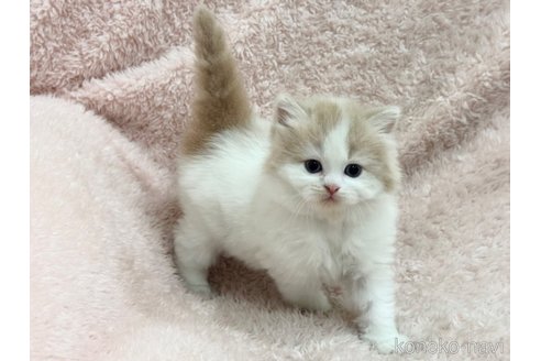 成約済の三重県のスコティッシュフォールド(折れ耳)-110819の7枚目