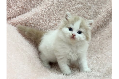 成約済の三重県のスコティッシュフォールド(折れ耳)-110819の8枚目