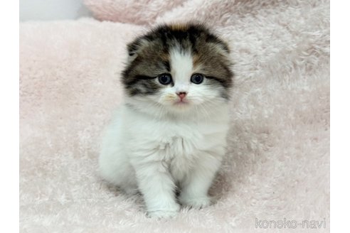 成約済の三重県のスコティッシュフォールド(折れ耳)-110820の2枚目