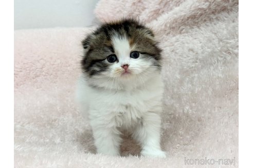 成約済の三重県のスコティッシュフォールド(折れ耳)-110820の4枚目