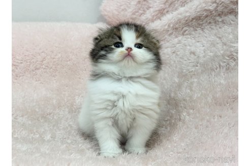 成約済の三重県のスコティッシュフォールド(折れ耳)-110820の8枚目