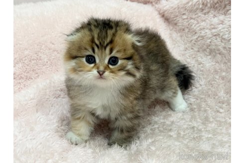 成約済の三重県のスコティッシュフォールド(折れ耳)-110821の2枚目