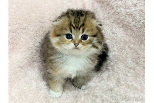 成約済の三重県のスコティッシュフォールド(折れ耳)-110821