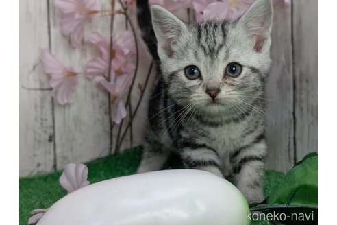 成約済の三重県のアメリカンショートヘア-109695の3枚目