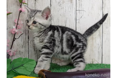 成約済の三重県のアメリカンショートヘア-109695の2枚目