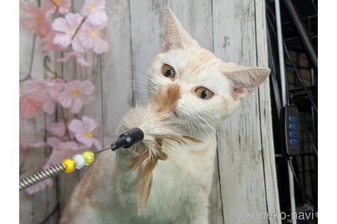 成約済の三重県のアメリカンショートヘア-93008の5枚目