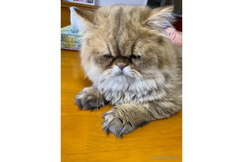 成約済の福岡県のペルシャ-97833の3枚目