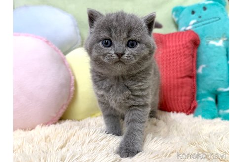 成約済の大阪府のブリティッシュショートヘア-110259の6枚目