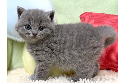 成約済の大阪府のブリティッシュショートヘア-110259の4枚目