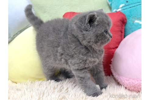 成約済の大阪府のブリティッシュショートヘア-110259の5枚目