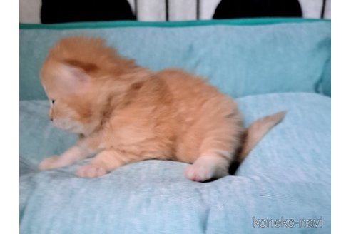 成約済の栃木県のサイベリアン-110841の6枚目