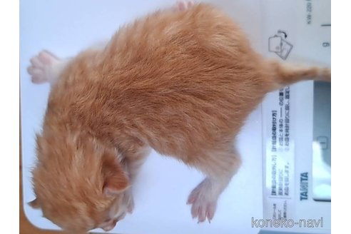 成約済の栃木県のサイベリアン-110841の10枚目