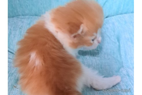 成約済の栃木県のサイベリアン-110843の8枚目
