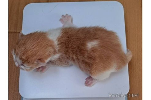 成約済の栃木県のサイベリアン-110843の11枚目