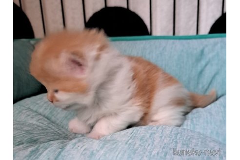 成約済の栃木県のサイベリアン-110844の7枚目