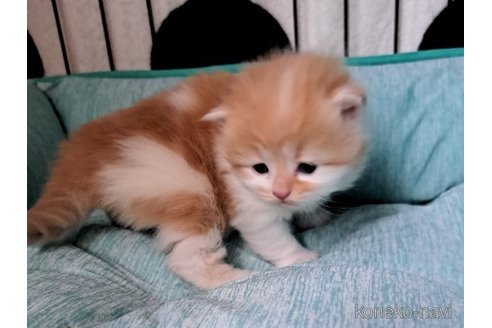 成約済の栃木県のサイベリアン-110844の8枚目