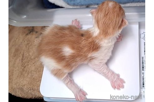 成約済の栃木県のサイベリアン-110844の9枚目