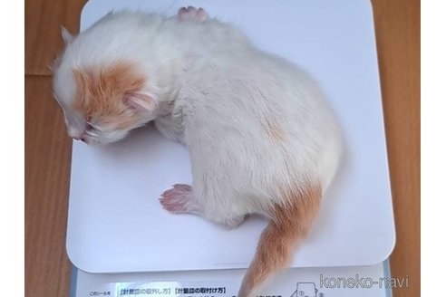 成約済の栃木県のサイベリアン-110845の9枚目