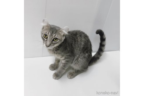 販売中の東京都のその他の猫種-101602の7枚目