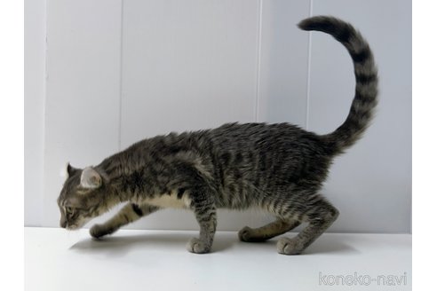 販売中の東京都のその他の猫種-101602の4枚目
