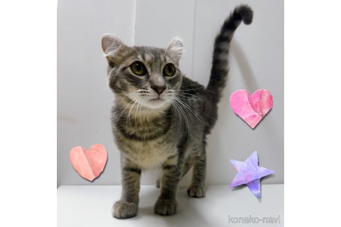 販売中の東京都のその他の猫種-101602の5枚目