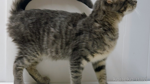 販売中の東京都のその他の猫種-101602の3枚目