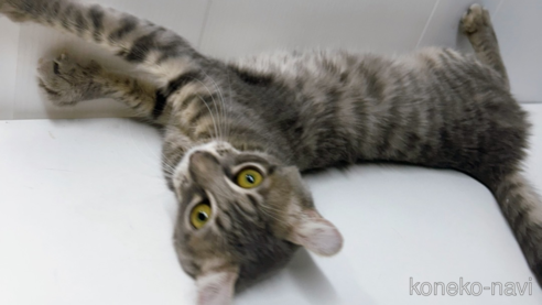 販売中の東京都のその他の猫種-101602の2枚目