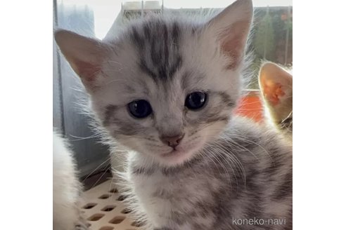 成約済の埼玉県のミックス-110852の1枚目