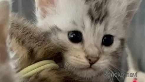 成約済の埼玉県のミックス-110852の2枚目