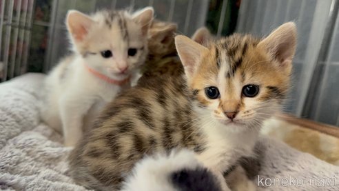 販売中の埼玉県のミックス-110839の4枚目