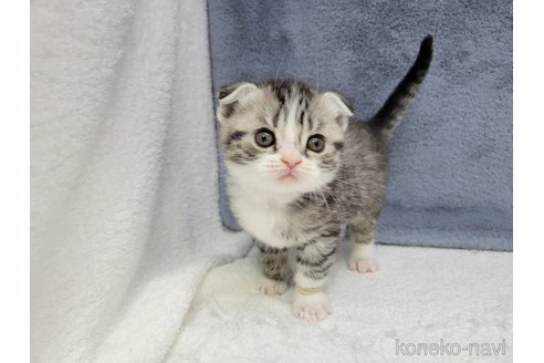 成約済の千葉県のスコティッシュフォールド-110190の3枚目