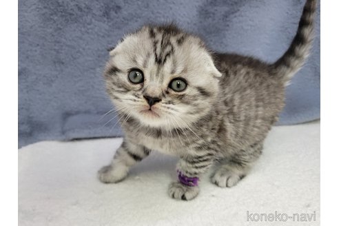 成約済の千葉県のスコティッシュフォールド-110192の2枚目