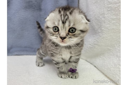 成約済の千葉県のスコティッシュフォールド-110192の1枚目